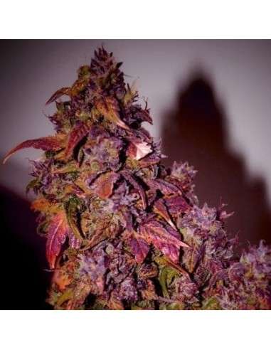 SHORT STUFF SEEDBANK - Auto Blue Himalaya - 1