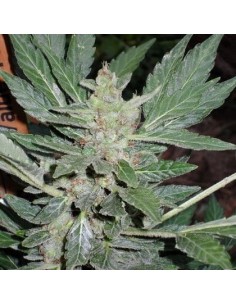 SHORT STUFF SEEDBANK - Dr. Feelgood - 1