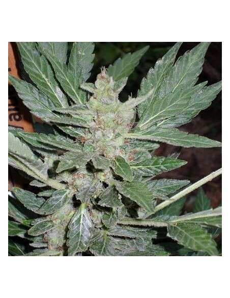 SHORT STUFF SEEDBANK - Dr. Feelgood - 1