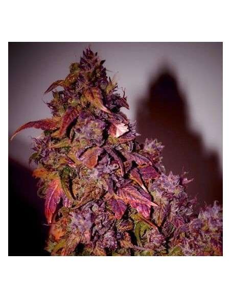 SHORT STUFF SEEDBANK - Auto Himalaya Blue Diesel - 1