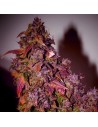 SHORT STUFF SEEDBANK - Auto Himalaya Blue Diesel - 1