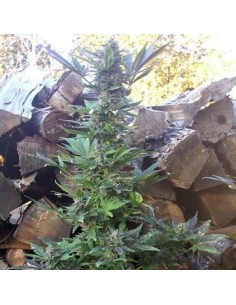 SHORT STUFF SEEDBANK - Auto MI5 - 1