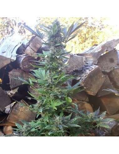 SHORT STUFF SEEDBANK - Auto MI5 - 1