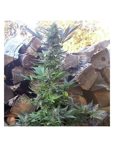 SHORT STUFF SEEDBANK - Auto MI5 - 1