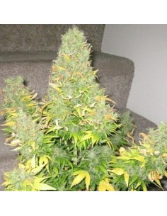 SHORT STUFF SEEDBANK - Auto Onyx - 1