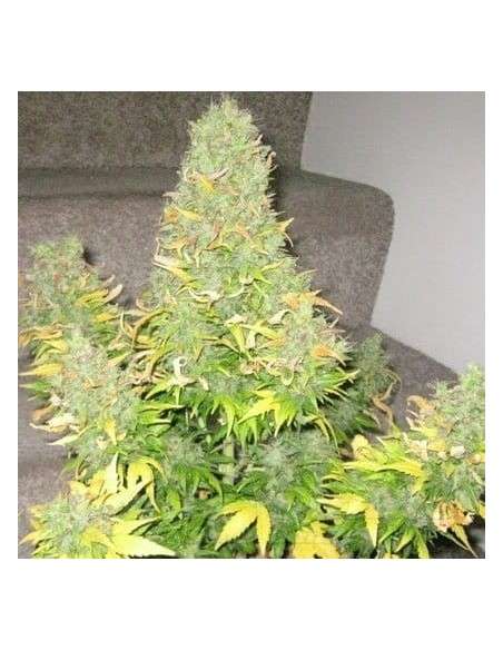 SHORT STUFF SEEDBANK - Auto Onyx - 1