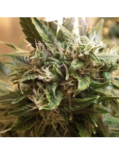 SHORT STUFF SEEDBANK - Auto Sharkbite - 1