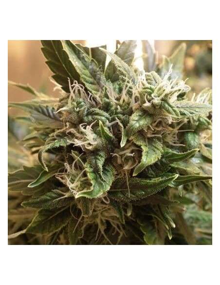 SHORT STUFF SEEDBANK - Auto Sharkbite - 1