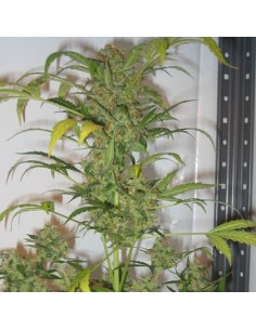 SHORT STUFF SEEDBANK - Auto Snowryder - 1