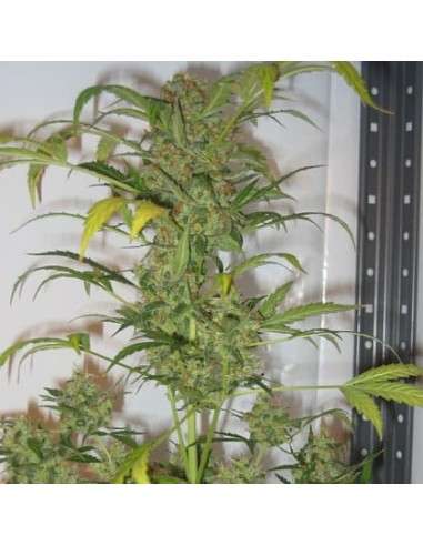 SHORT STUFF SEEDBANK - Auto Snowryder - 1