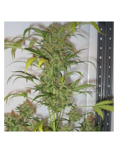 SHORT STUFF SEEDBANK - Auto Snowryder - 1
