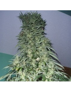 SHORT STUFF SEEDBANK - Auto Super Stinky - 1