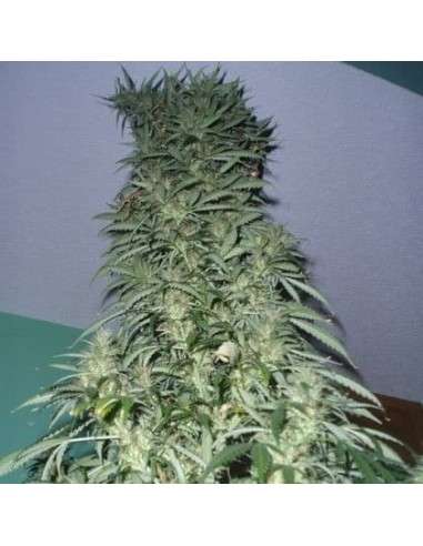 SHORT STUFF SEEDBANK - Auto Super Stinky - 1