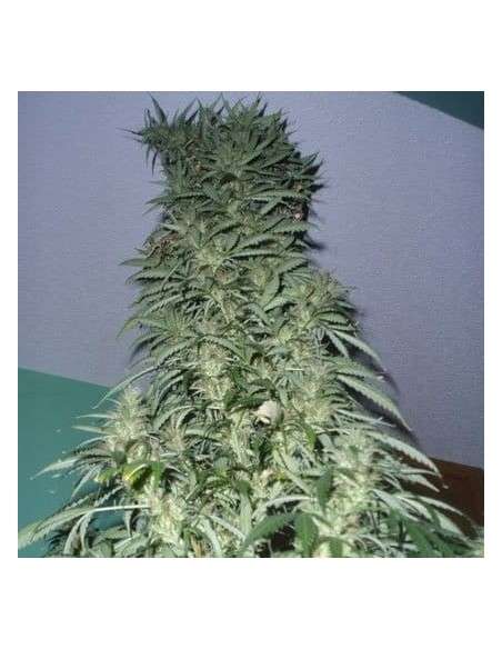 SHORT STUFF SEEDBANK - Auto Super Stinky - 1