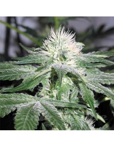 FEMALE SEEDS - Auto Northern Light - 2