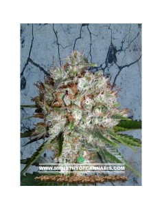 MINISTRY OF CANNABIS - Big Bud XXL - 1