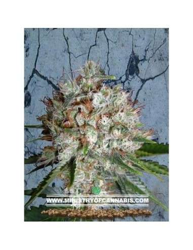 MINISTRY OF CANNABIS - Big Bud XXL - 1