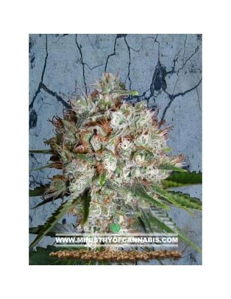 MINISTRY OF CANNABIS - Big Bud XXL - 1