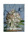 MINISTRY OF CANNABIS - Big Bud XXL - 1