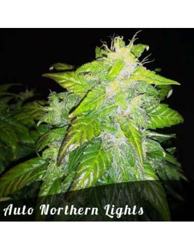 FEMALE SEEDS - Auto Northern Light - 3