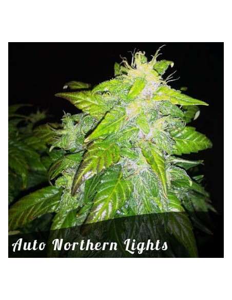 FEMALE SEEDS - Auto Northern Light - 3