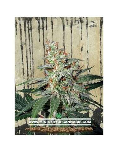 MINISTRY OF CANNABIS - Carnival - 1