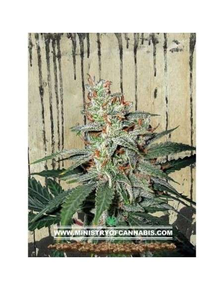 MINISTRY OF CANNABIS - Carnival - 1
