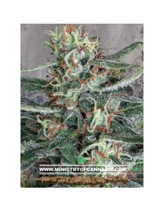 Crystal Cloud - MINISTRY OF CANNABIS - 1