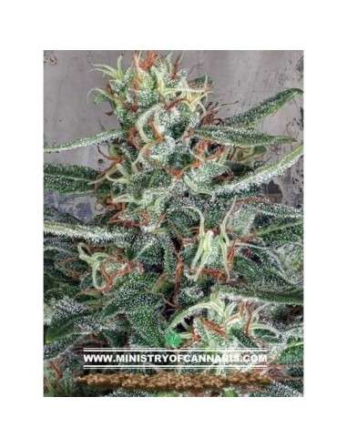 Crystal Cloud - MINISTRY OF CANNABIS - 1