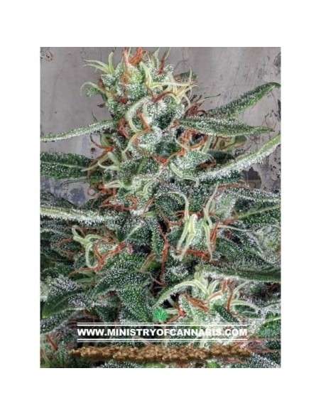 Crystal Cloud - MINISTRY OF CANNABIS - 1
