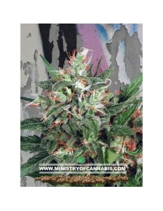 MINISTRY OF CANNABIS - Early XXX - 1