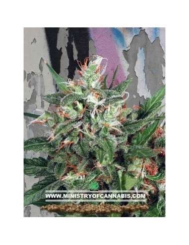 MINISTRY OF CANNABIS - Early XXX - 1