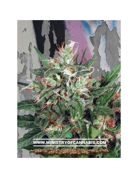 MINISTRY OF CANNABIS - Early XXX - 1