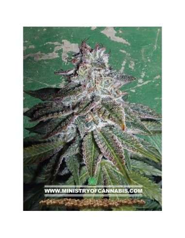 MINISTRY OF CANNABIS - Nepalese Dragon - 1