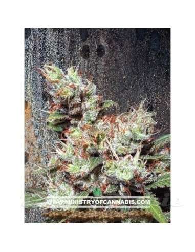 MINISTRY OF CANNABIS - Kandahar - 1