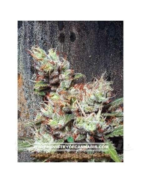 MINISTRY OF CANNABIS - Kandahar - 1