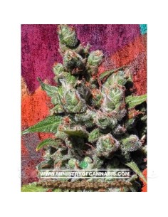 MINISTRY OF CANNABIS - Mandalay - 1
