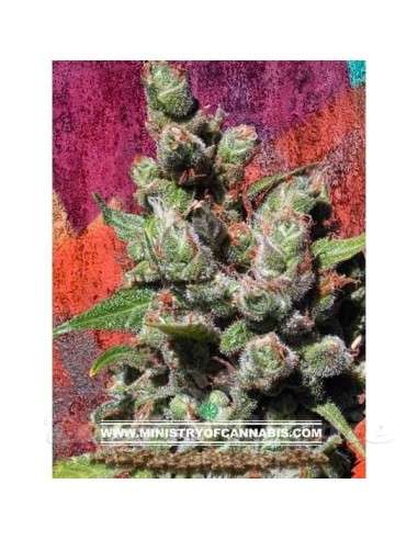 MINISTRY OF CANNABIS - Mandalay - 1