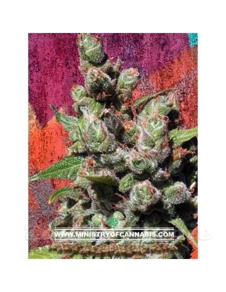 MINISTRY OF CANNABIS - Mandalay - 1