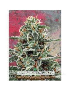 MINISTRY OF CANNABIS - White Widow - 1