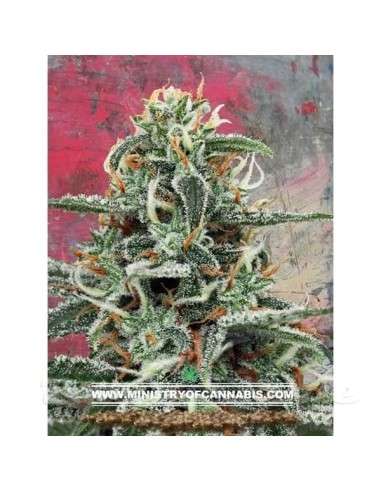 MINISTRY OF CANNABIS - White Widow - 1