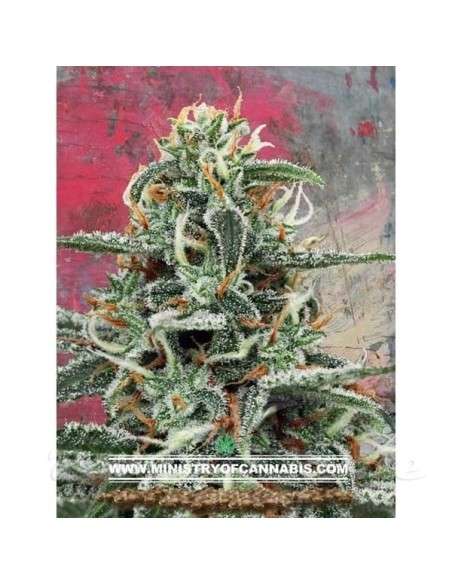 MINISTRY OF CANNABIS - White Widow - 1