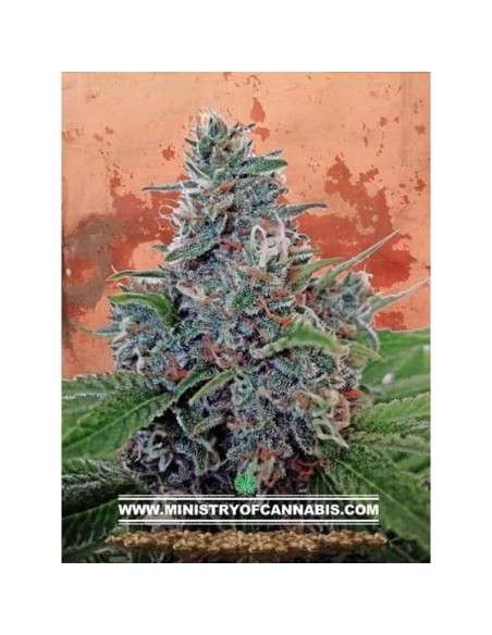 MINISTRY OF CANNABIS - Auto Blue Amnesia - 1