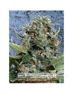 MINISTRY OF CANNABIS - Autopilot XXL - 1
