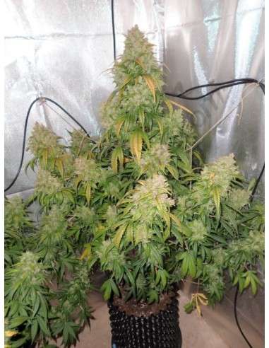 DUTCH PASSION - Auto Think Different - 3