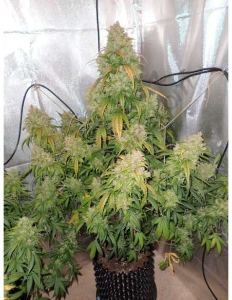 DUTCH PASSION - Auto Think Different - 3