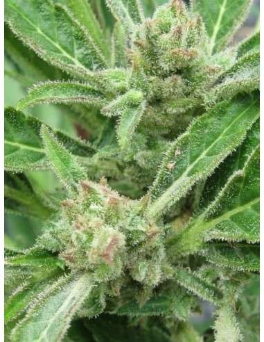 FEMALE SEEDS - Auto Northern Light - 4