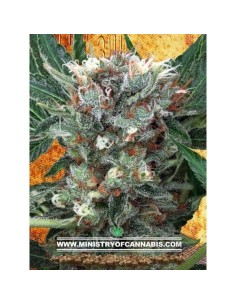 MINISTRY OF CANNABIS - Zensation - 1