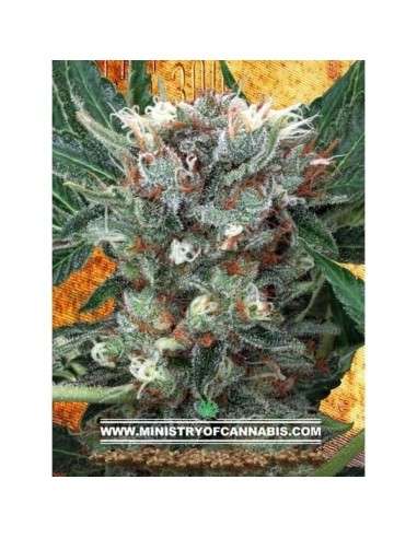 MINISTRY OF CANNABIS - Zensation - 1