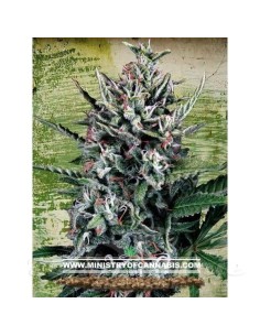 MINISTRY OF CANNABIS - Auto Silver Bullet - 1